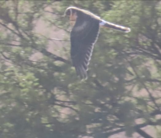 Pallid Harrier - ML643936324