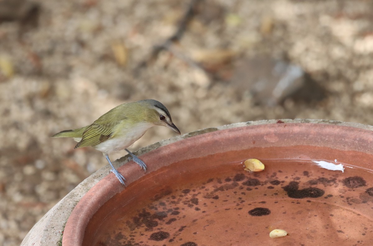 Black-whiskered Vireo - ML643936331
