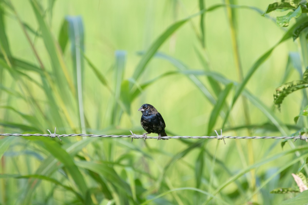 Blue-black Grassquit - ML643936332
