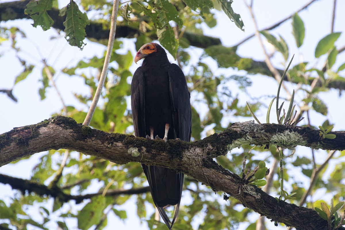 Lesser Yellow-headed Vulture - ML643936339