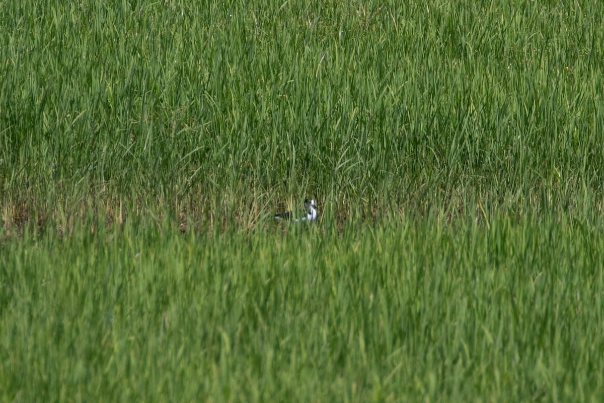 Black-necked Stilt (Black-necked) - ML643936344