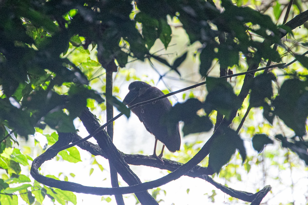 Boat-billed Heron - ML643936356