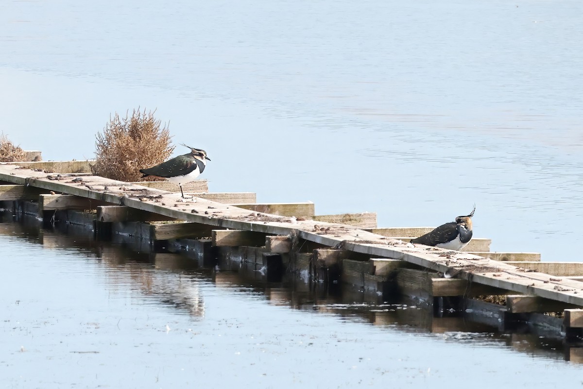 Чайка чубата - ML643936363