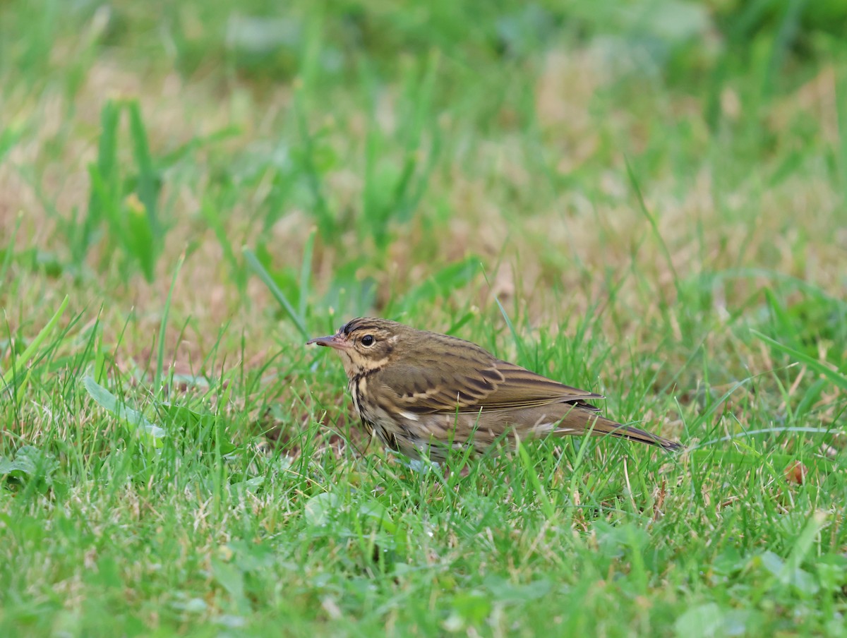 Olive-backed Pipit - ML643936381