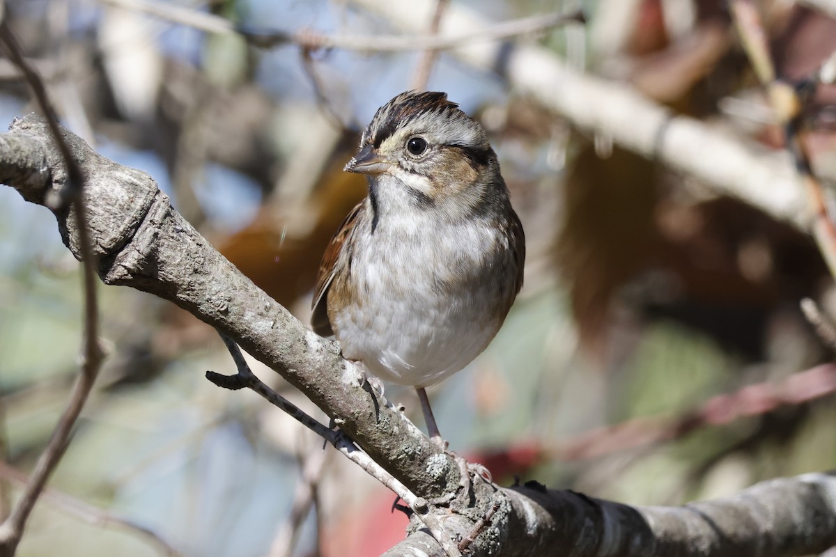Swamp Sparrow - ML643936383