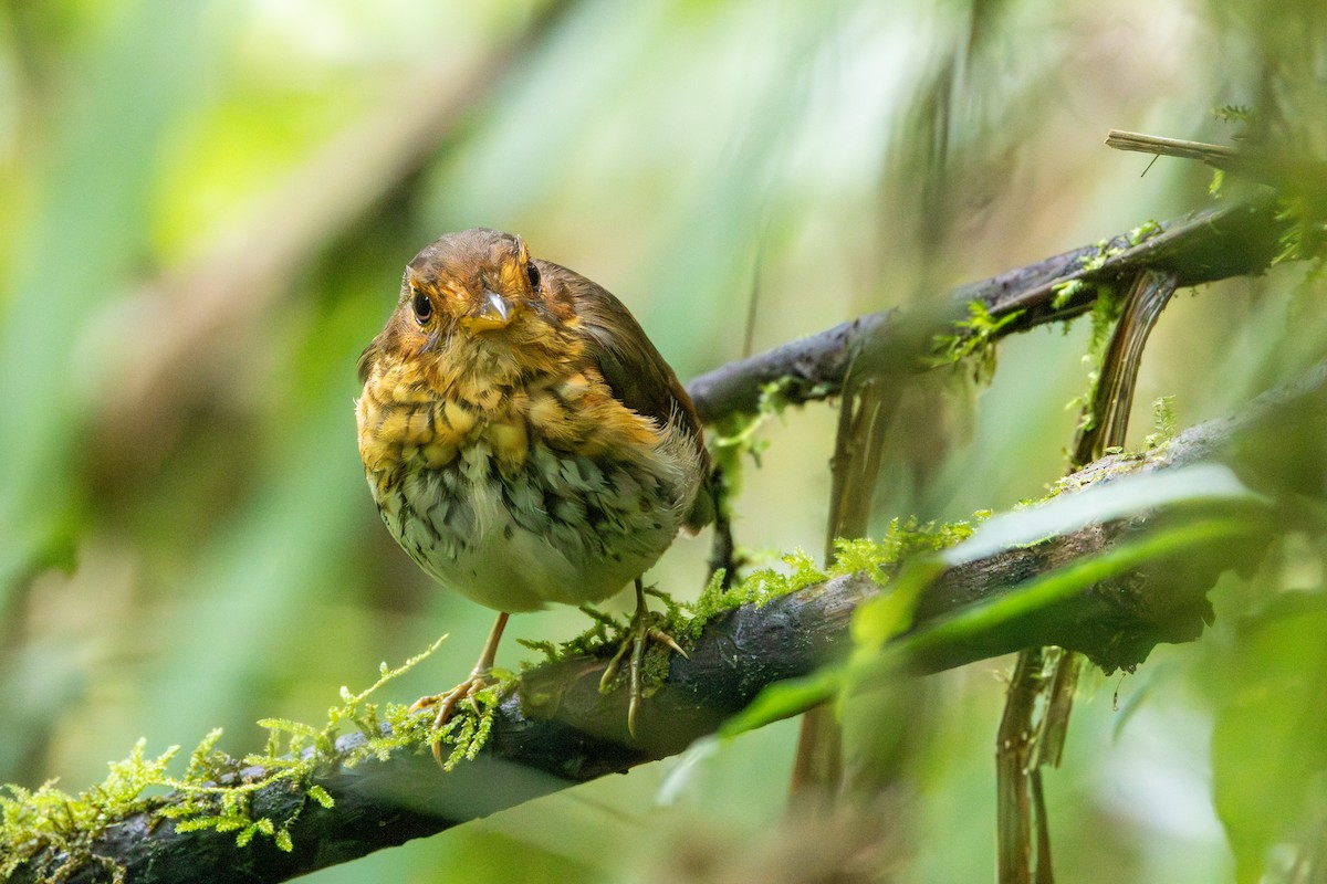Ochre-breasted Antpitta - ML643936390