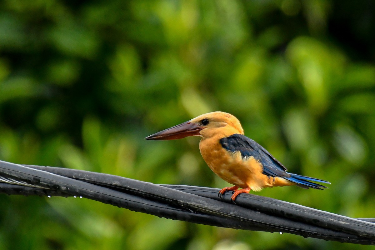 Stork-billed Kingfisher - ML643936391