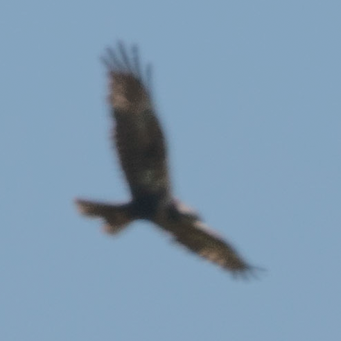 diurnal raptor sp. - ML643936403