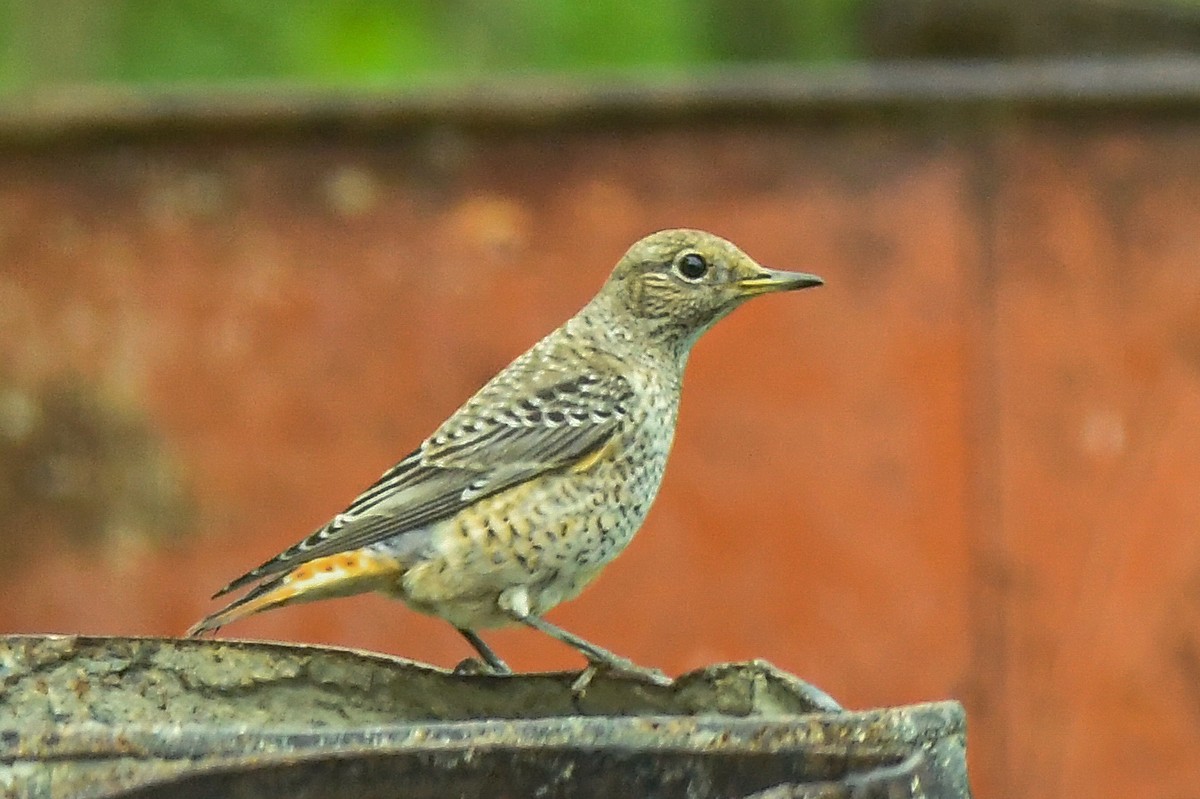 Rufous-tailed Rock-Thrush - ML643936480