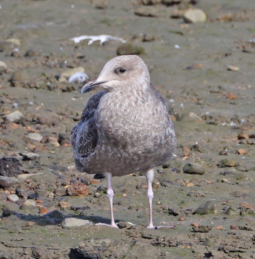 gull sp. - ML643936494