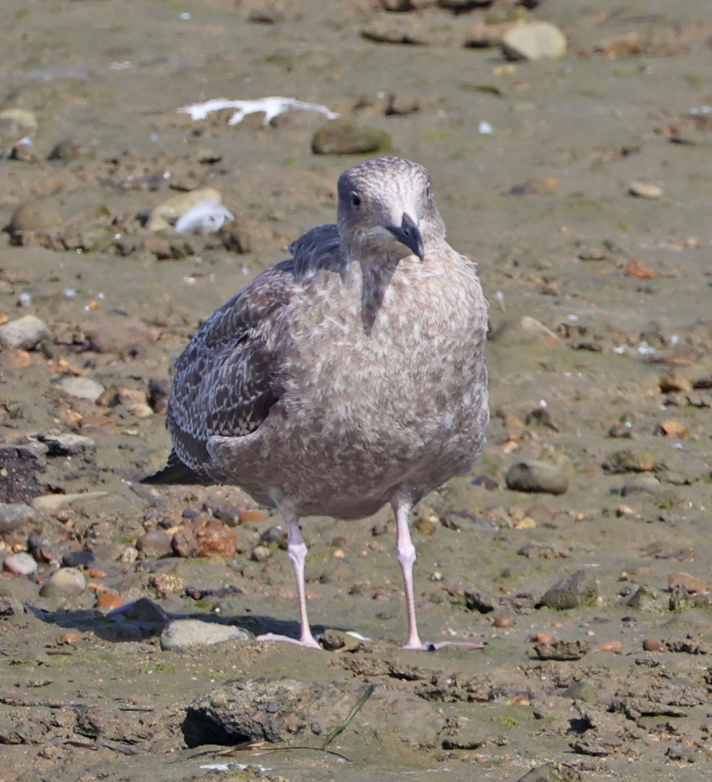 gull sp. - ML643936495