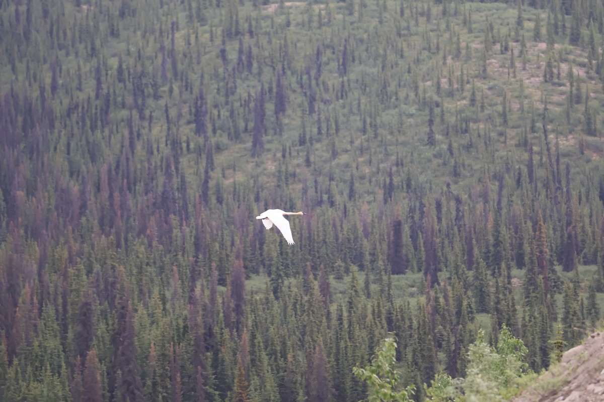 Trumpeter Swan - ML643936520