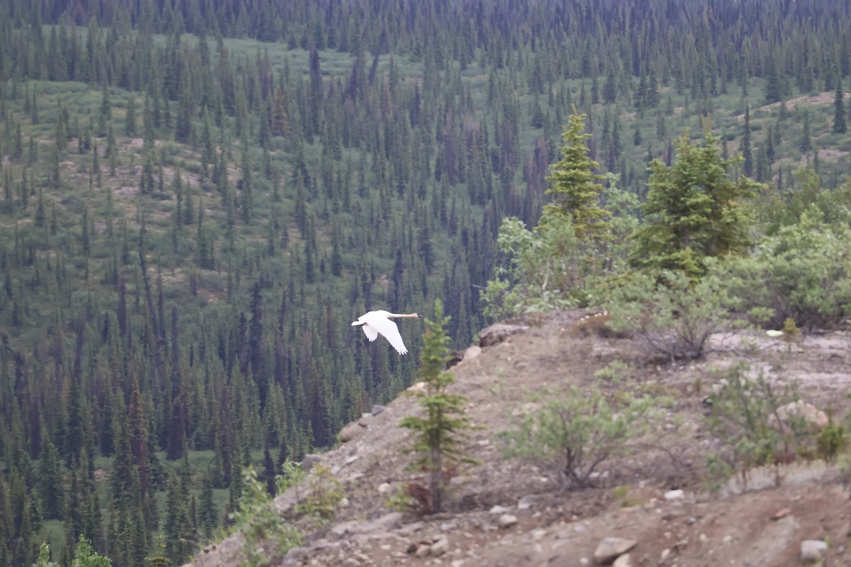 Trumpeter Swan - ML643936521
