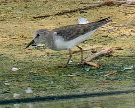 Temminck's Stint - ML643936528