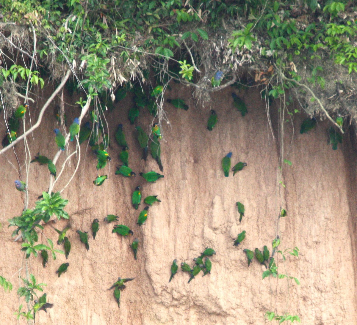 oransjekinnpapegøye - ML643936533