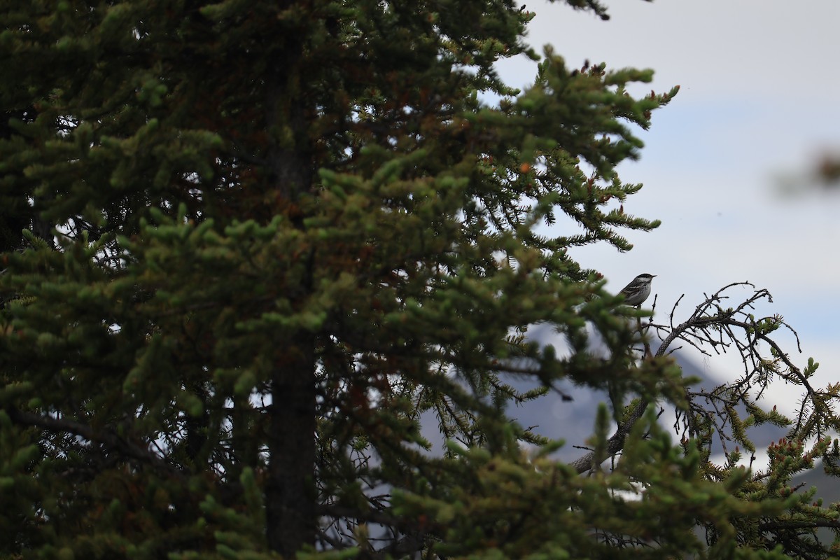 Blackpoll Warbler - ML643936599