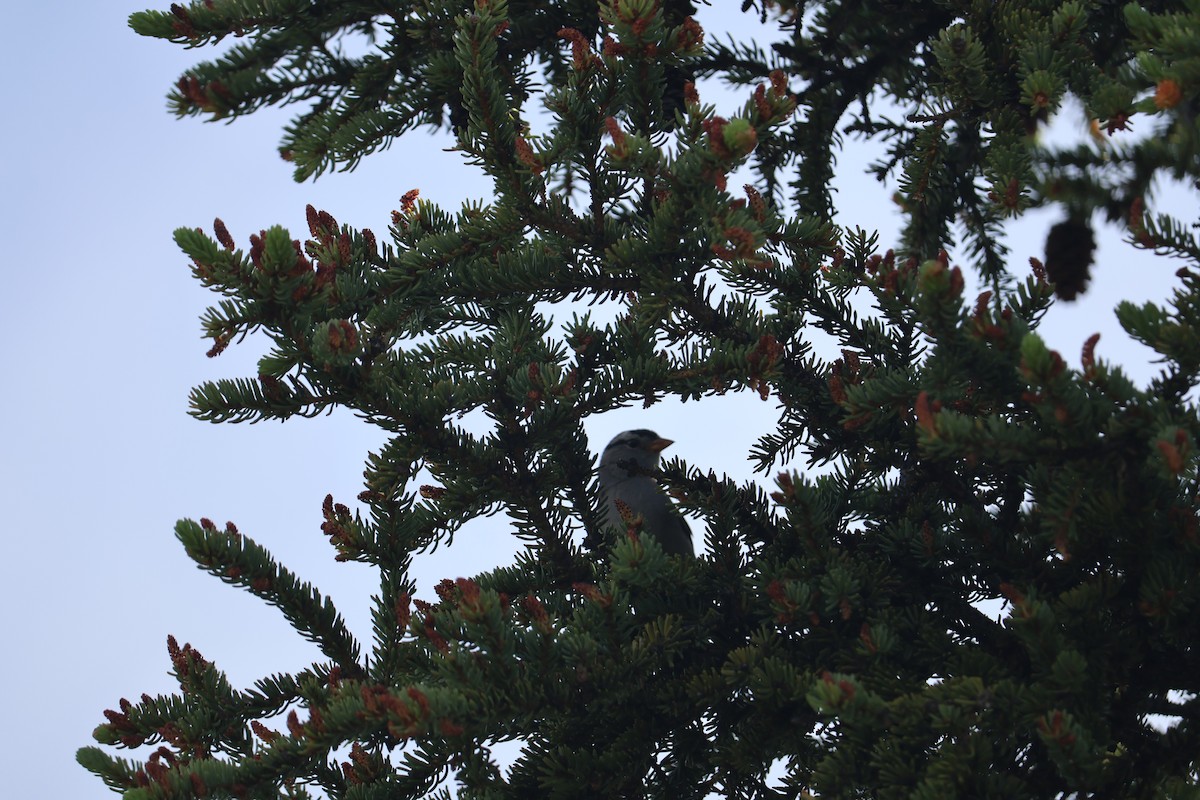 White-crowned Sparrow - ML643936613
