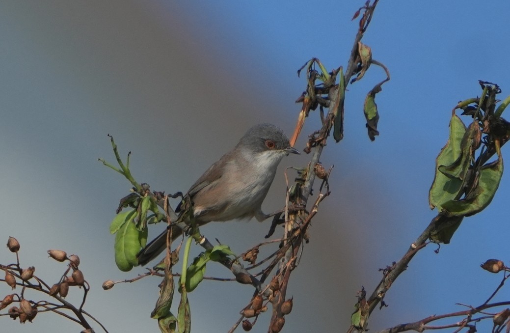 Sardinian Warbler - ML643936625