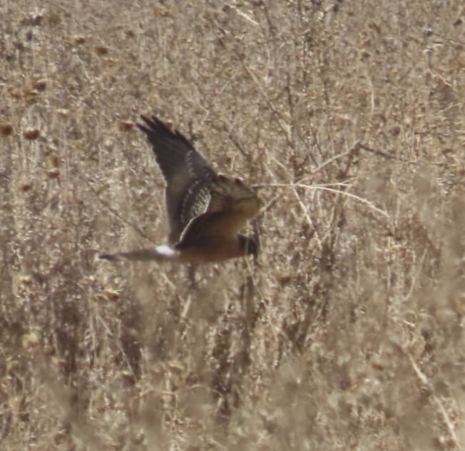 Pallid Harrier - ML643936627