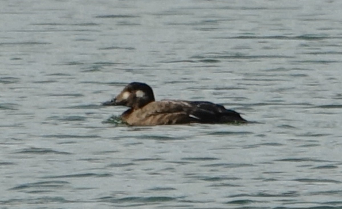 White-winged Scoter - ML643936636