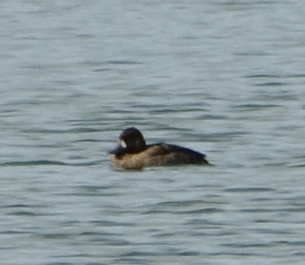 Greater Scaup - ML643936637
