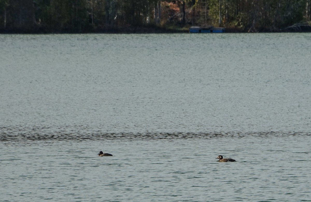 Greater Scaup - ML643936638