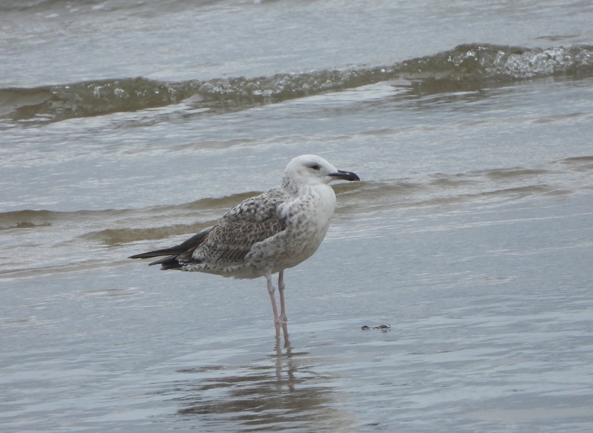 Caspian Gull - ML643936643