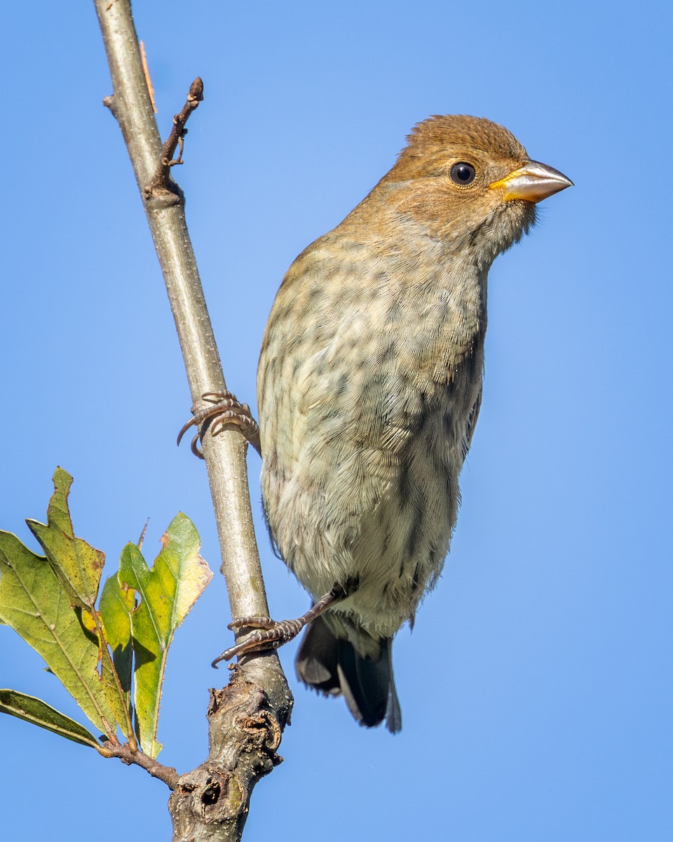 Indigo Bunting - ML643936652