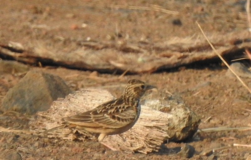 Индийский жаворонок - ML643936654