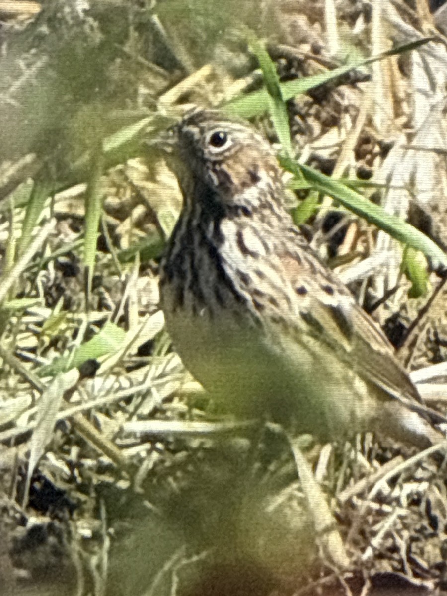 Vesper Sparrow - ML643936655