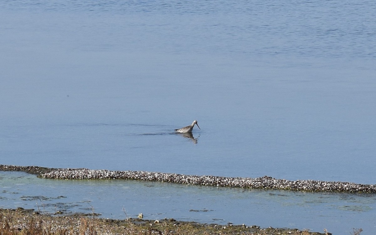 Bar-tailed Godwit - ML643936658