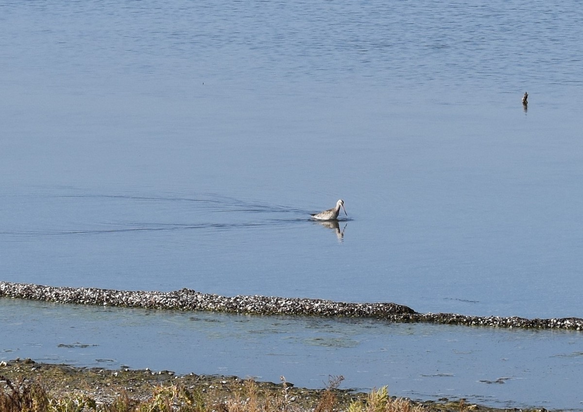Bar-tailed Godwit - ML643936659