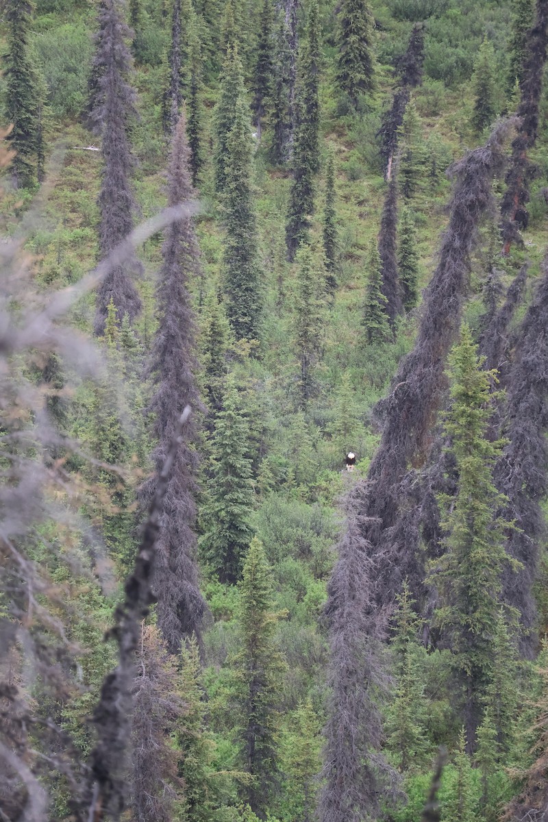 Bald Eagle - ML643936671