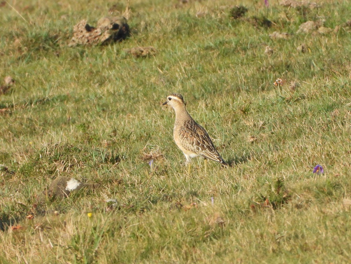 Eurasian Dotterel - ML643936676