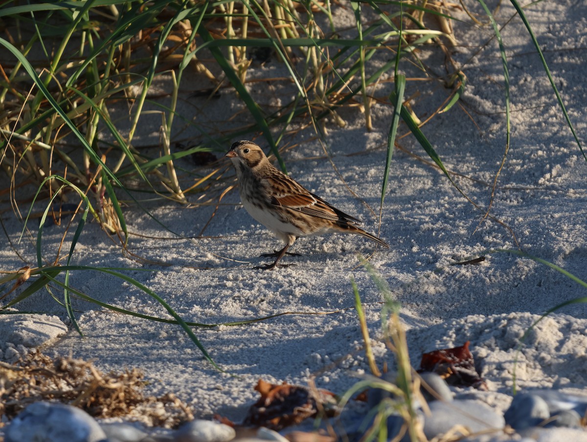 Lapland Longspur - ML643936691