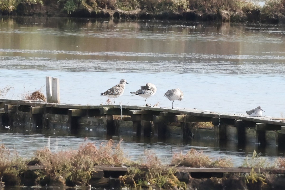 Сивка морська - ML643936692