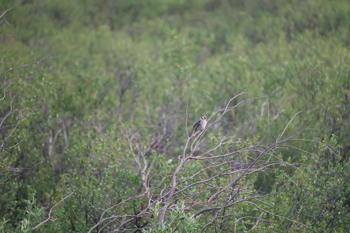 strnadec bělopásý - ML643936714