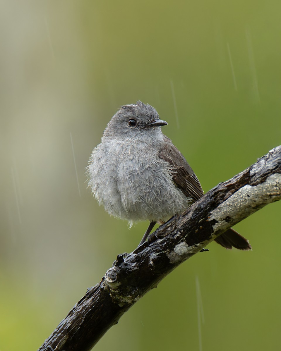 Sooty Tyrannulet - ML643936717