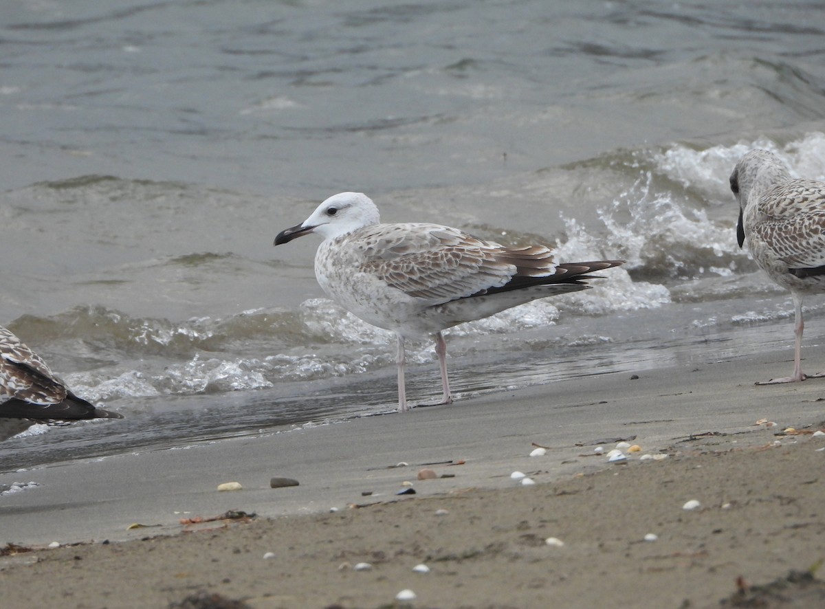 Caspian Gull - ML643936723