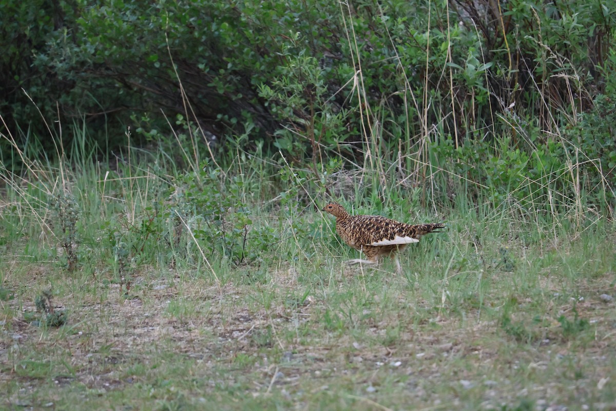 Willow Ptarmigan - ML643936728