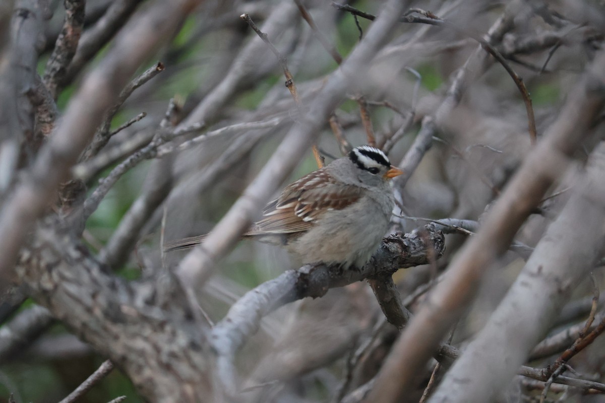 strnadec bělopásý - ML643936739