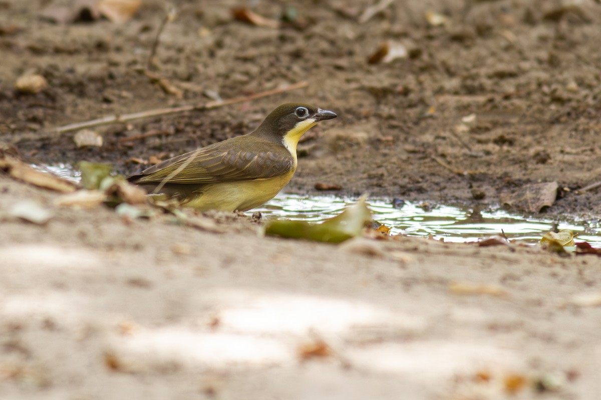 Grand Indicateur - ML643936752