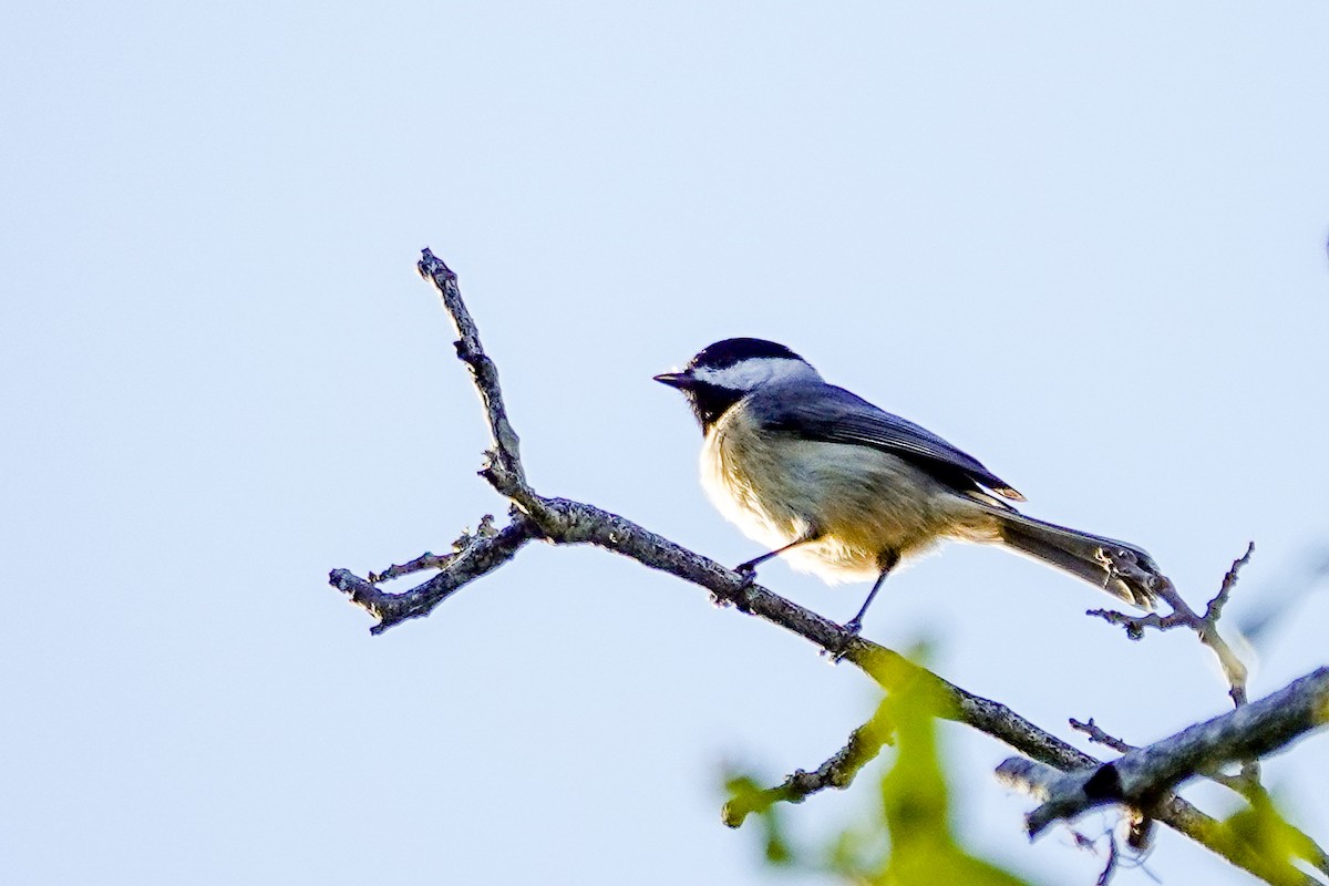 Carolina Chickadee - ML643936753