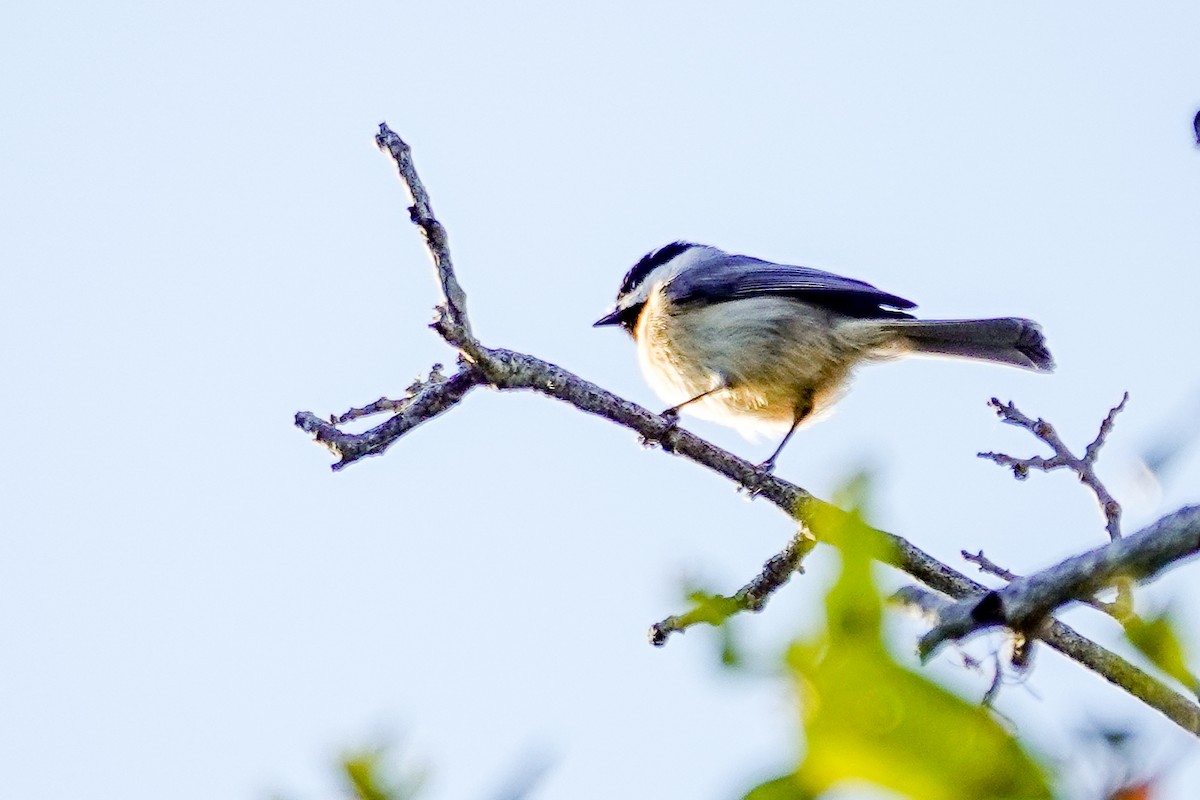 Carolina Chickadee - ML643936754