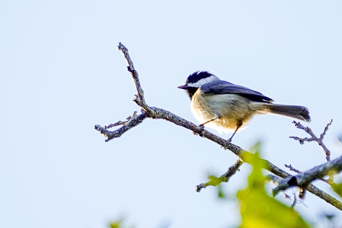 Carolina Chickadee - ML643936755