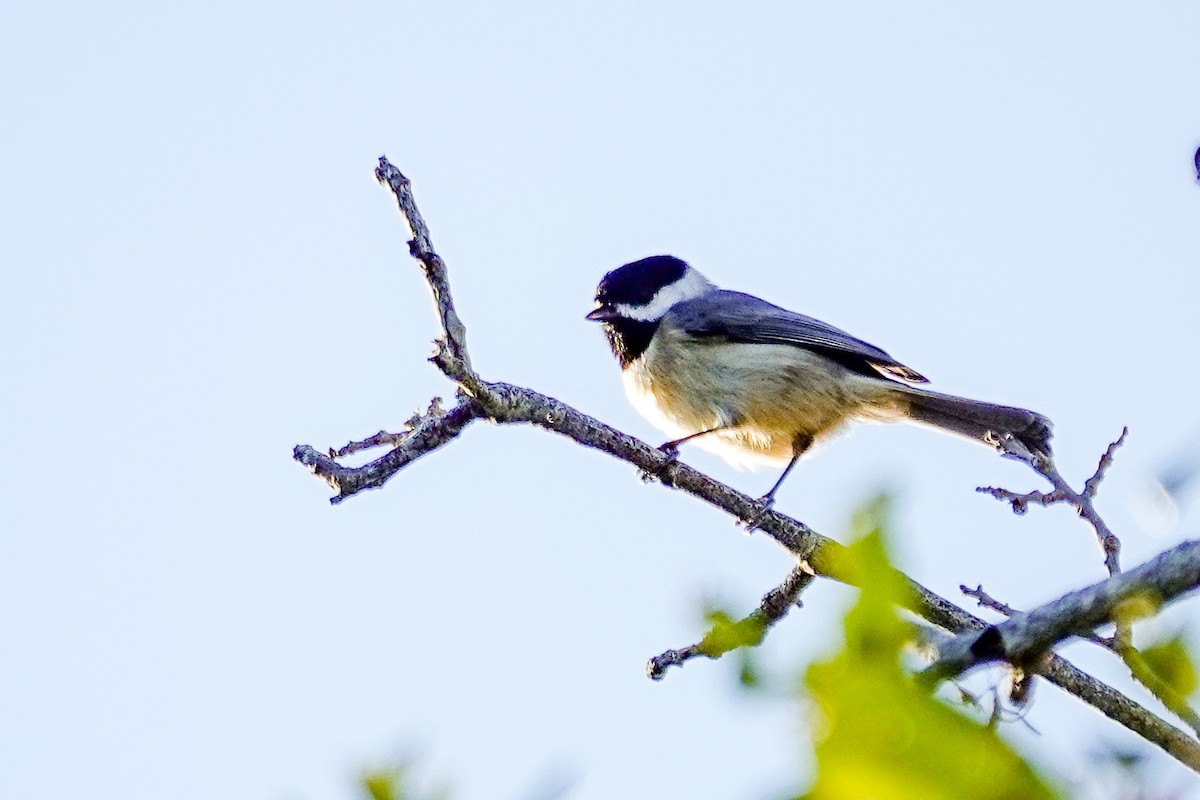 Carolina Chickadee - ML643936756