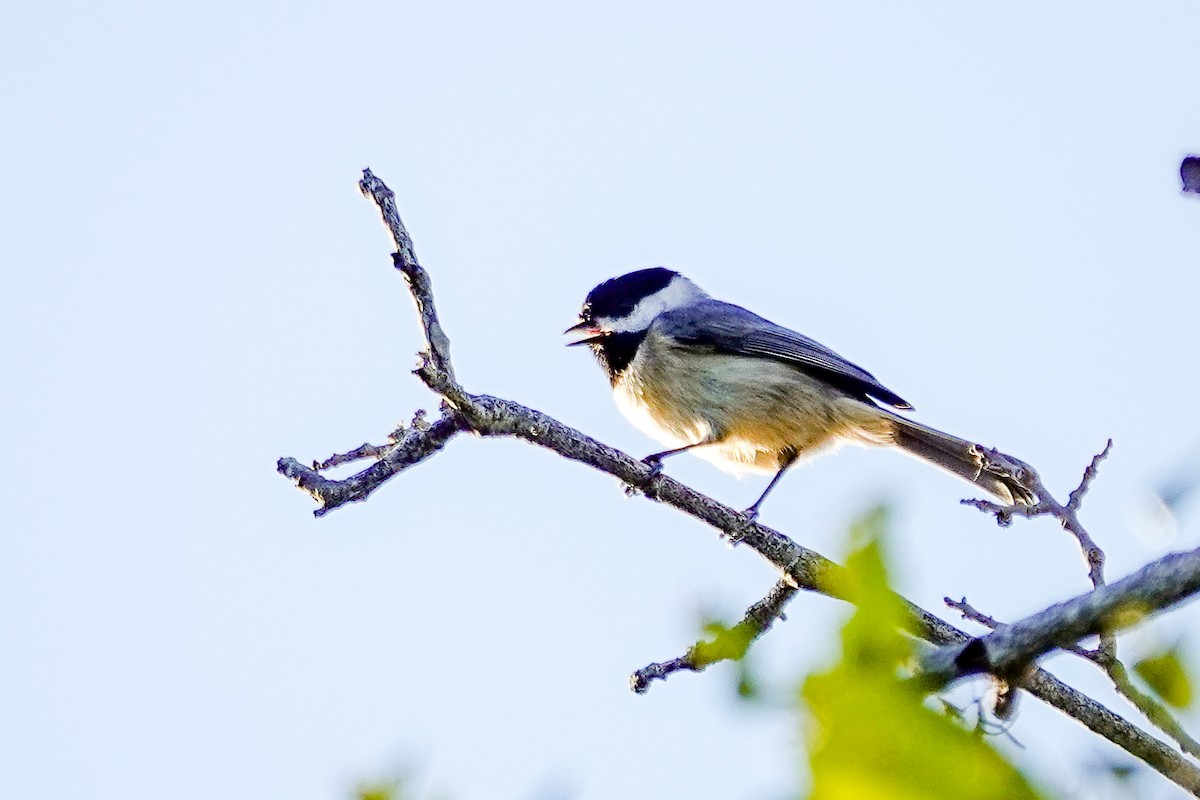 Carolina Chickadee - ML643936757