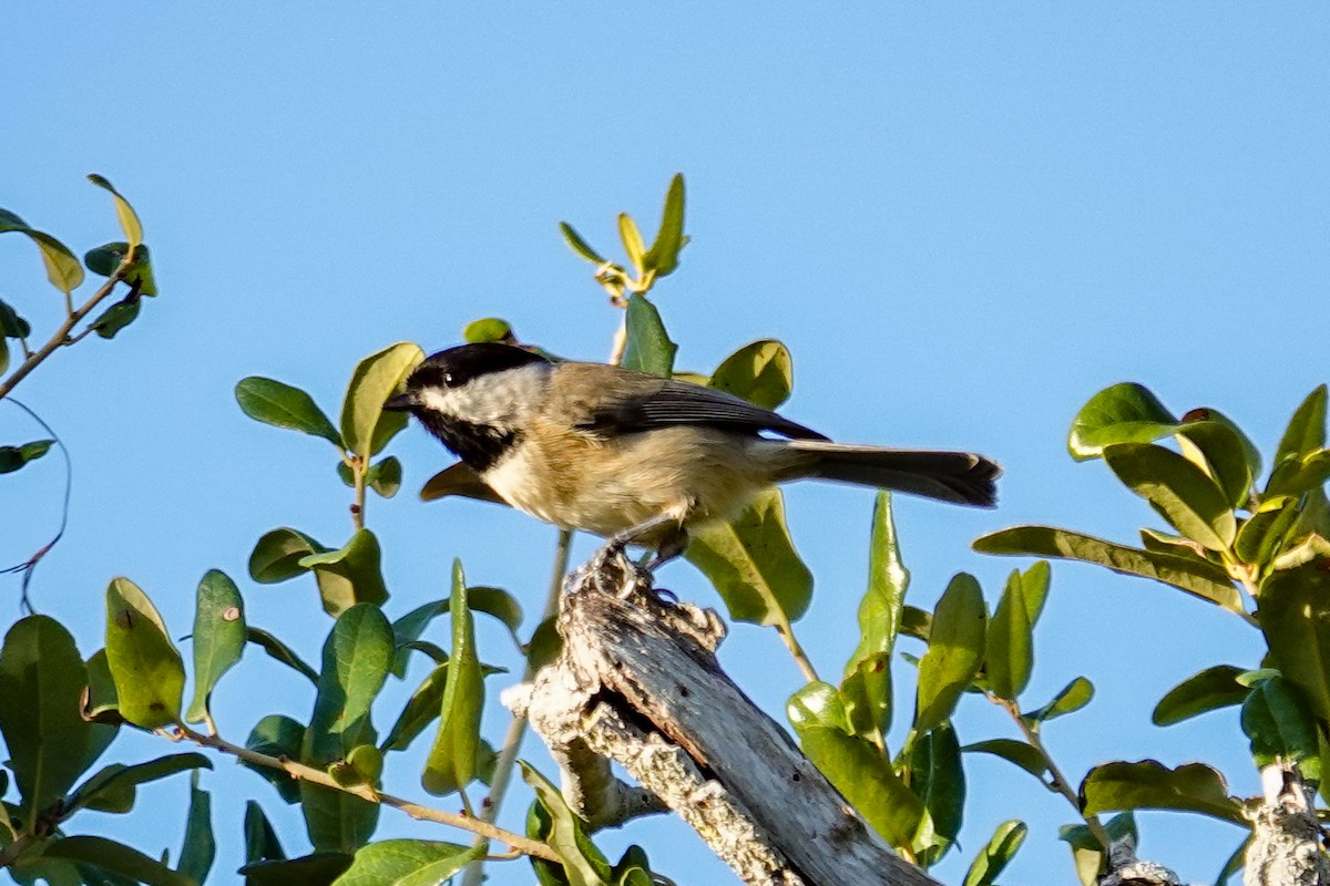Carolina Chickadee - ML643936758