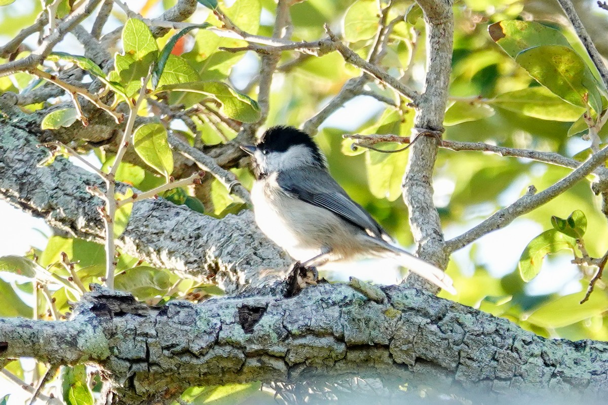 Carolina Chickadee - ML643936759