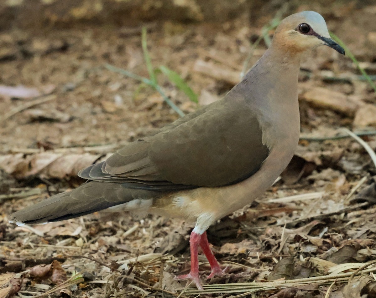 gråpannedue - ML643936764